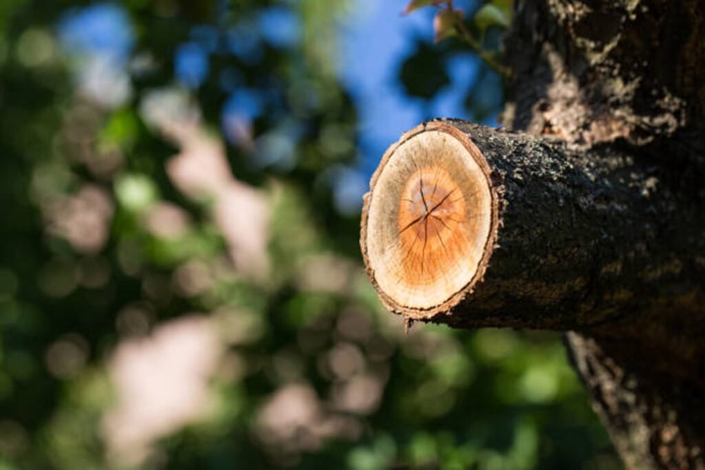 Tree trimming crew shaping canopy for balanced growth