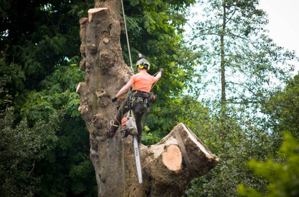 Safe tree removal service removing a large tree near a home in Akron, OH
