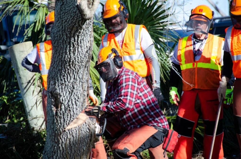 Tree removal crew safely cutting and lowering a large tree near a home