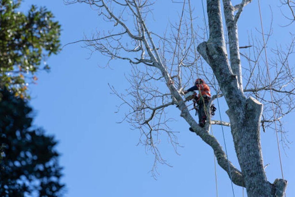 Professional tree removal crew safely cutting down a large tree near a home in Akron, OH