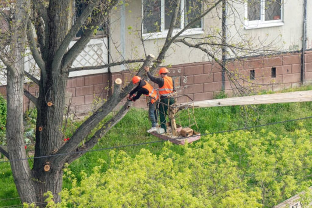 Tree trimming and pruning service improving tree health and safety at a Akron, OH property