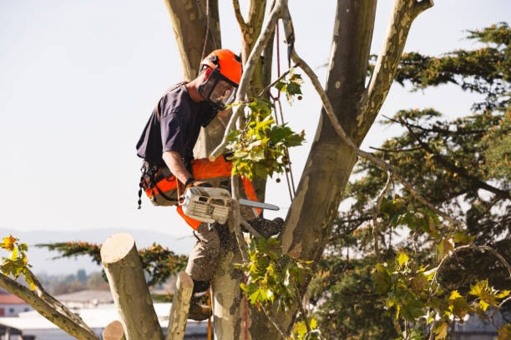 Overgrown and hazardous trees creating safety risks at a residential property in Akron, OH